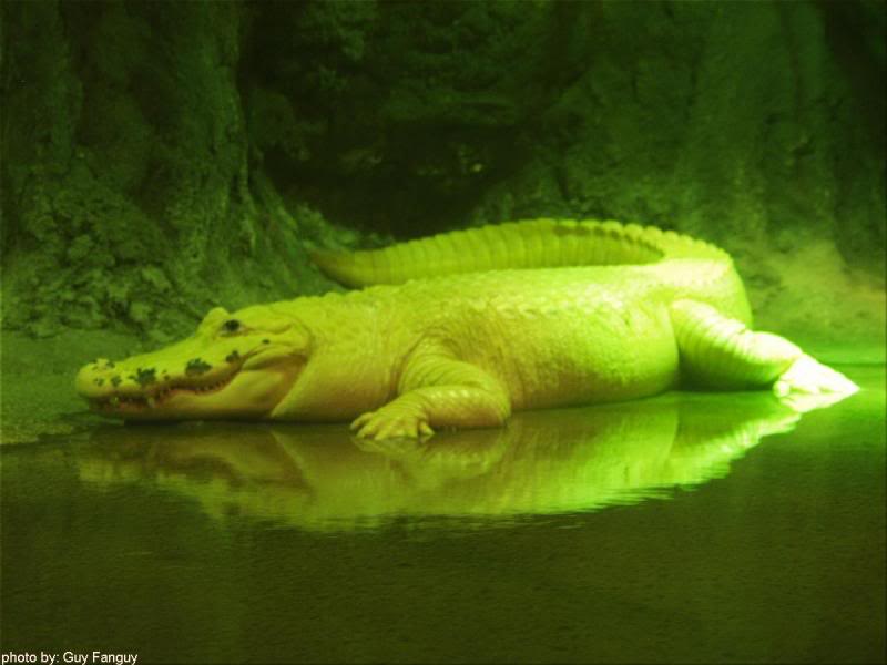 White Alligator