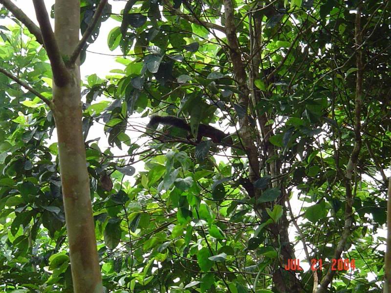 Hamburgo_ardill a_DSC00498