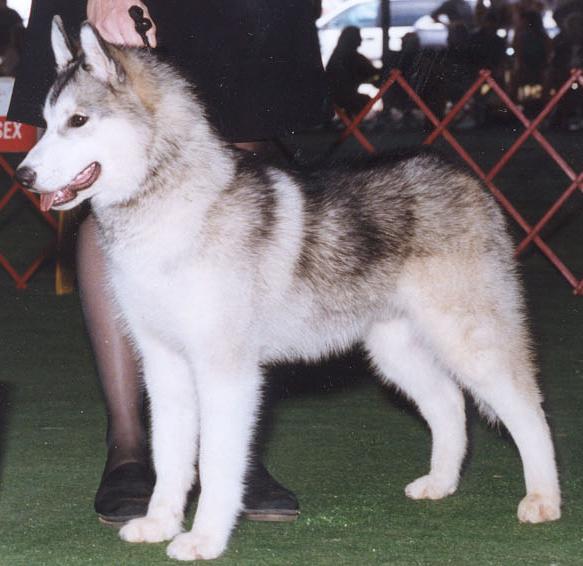 neoat6monthswin ningreservedog