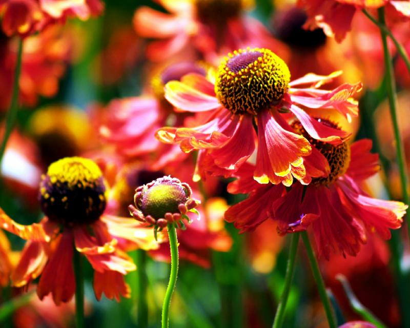 Yapsalot2 -Flower Screensavers! July 2006