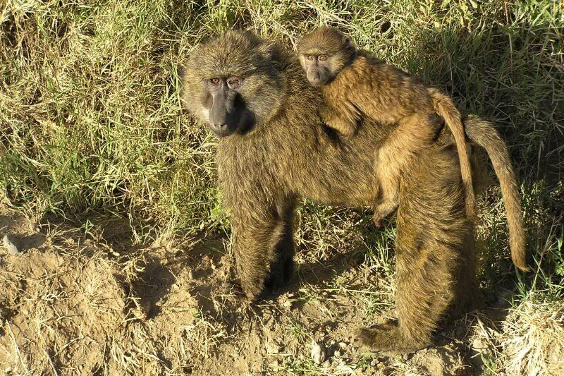 Baboon & Baby
