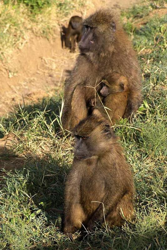 Baboon Family