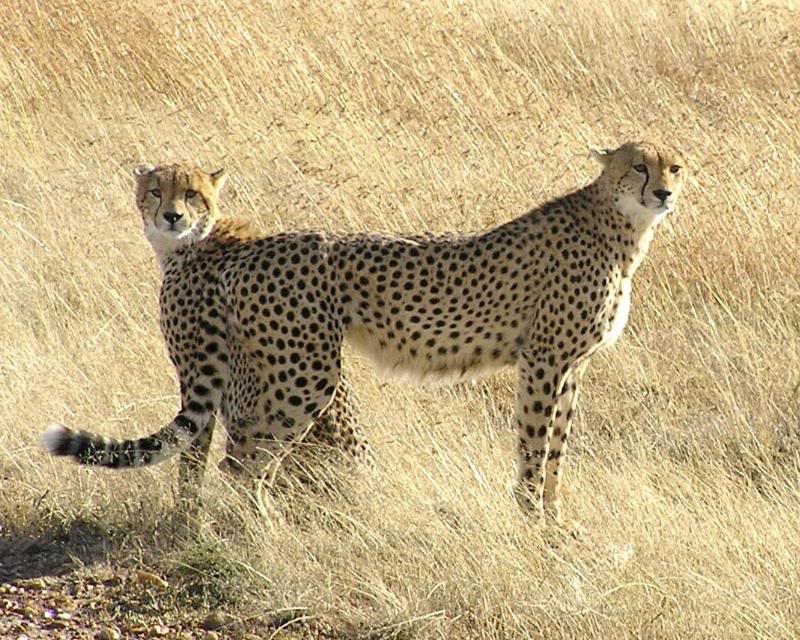Cheetas