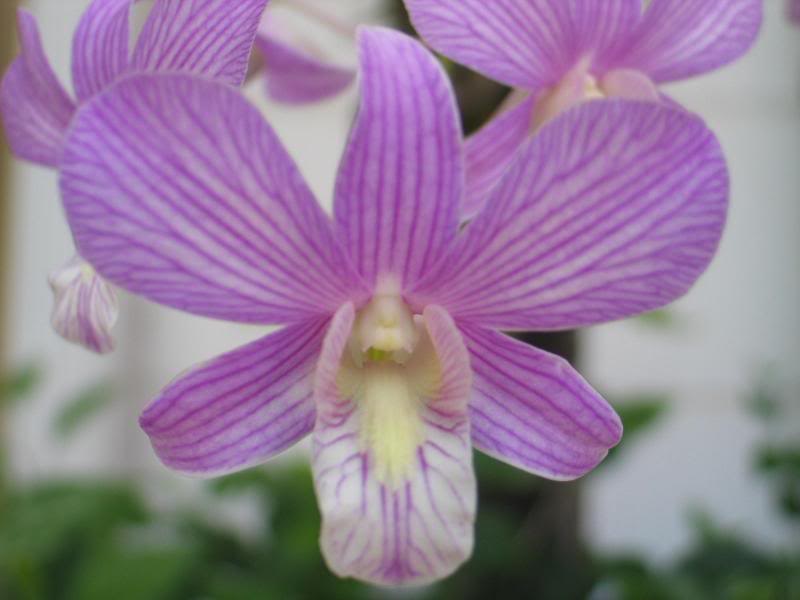 Orchid Found at Pool Side in the hotel