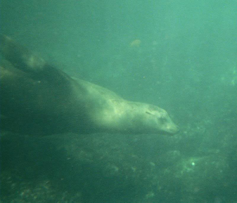 sealion