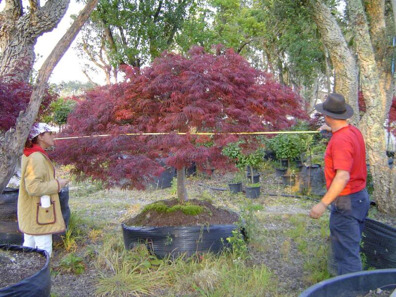 Acer pal. diss. 'Garnet' 24cm girth with 270cm wide can...