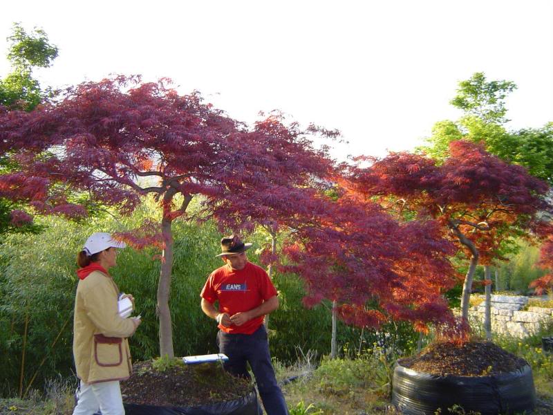 Acer palmatum dissectum 'Garnet' 26cm girth with 250cm ...