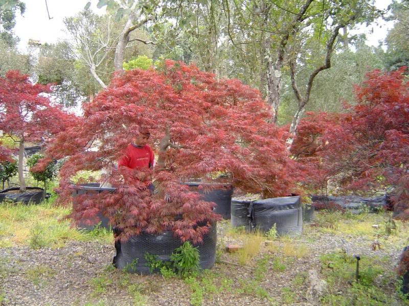 Acer palmatum dissectum 'Garnet' 30cm 30cm girth. 3m ca...