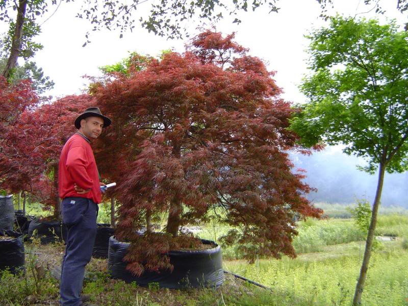 Acer palmatum dissectum 'Garnet' 36cm girth. 350cm cano...