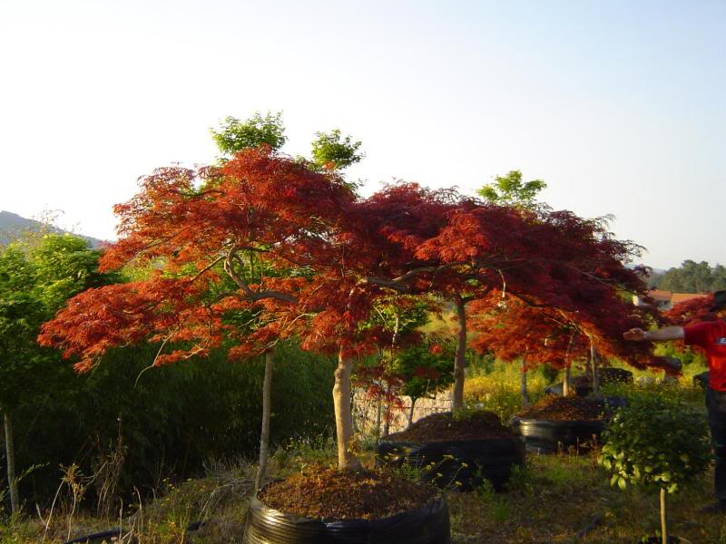 Acer palmatum dissectum 'Garnet' with 27cm girth with 3...