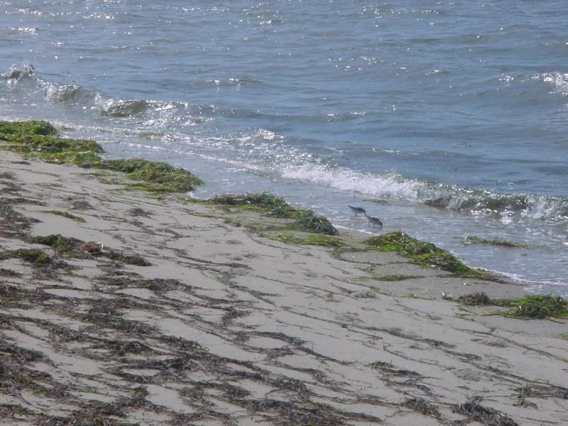 hardings beach- plovers