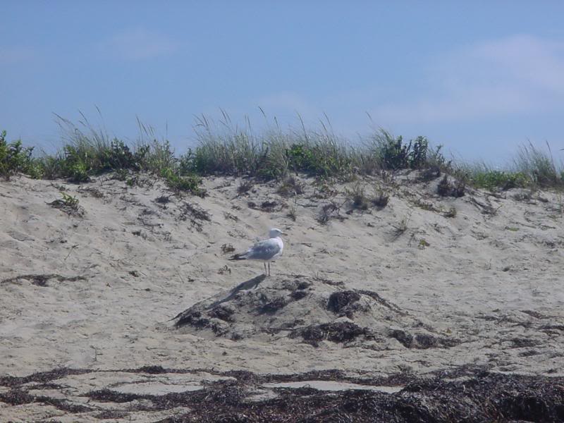hardings beach- seagull