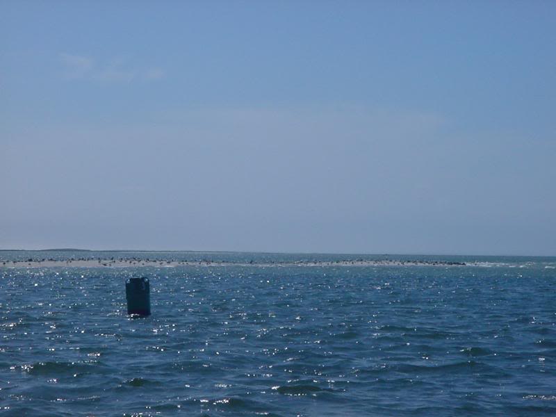 hardings beach- seagulls on sandbar