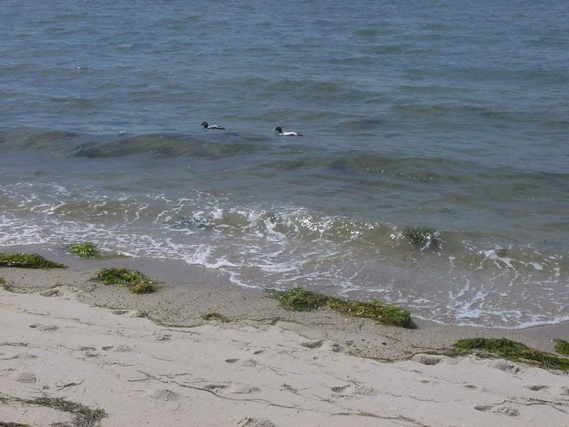 hardings beach- water fowl