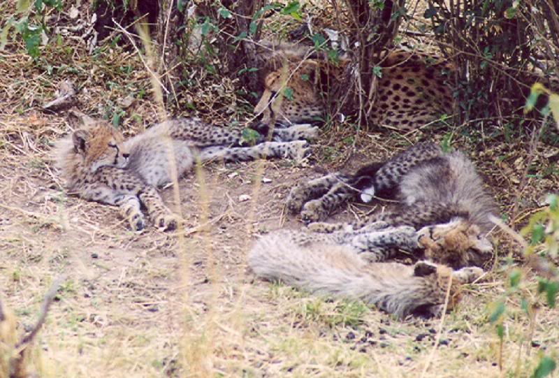 Cheetah and her youngs