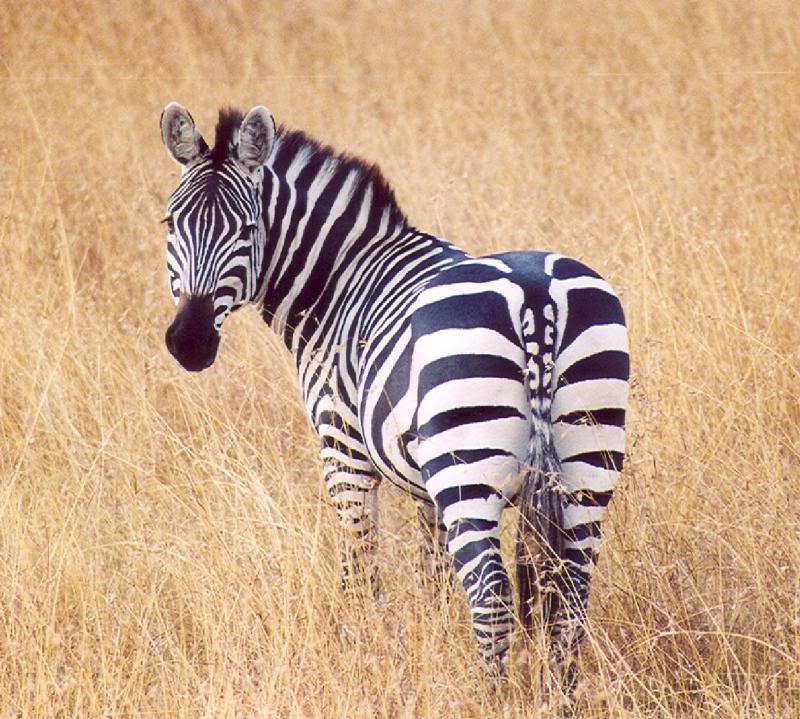 Curious zebra