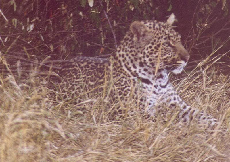 Leopard at late afternoon