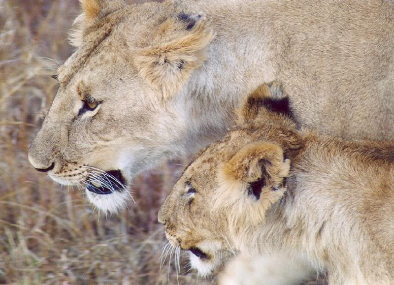 Lioness and her cub