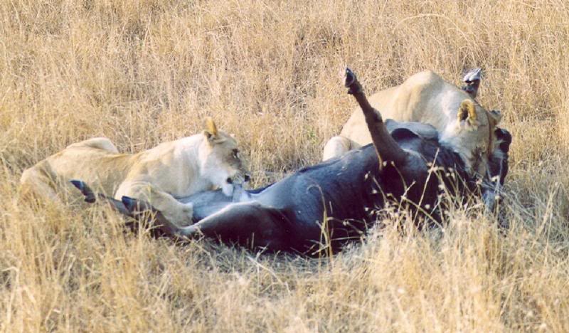 Lionesses killing a wildebeest after having chased it
