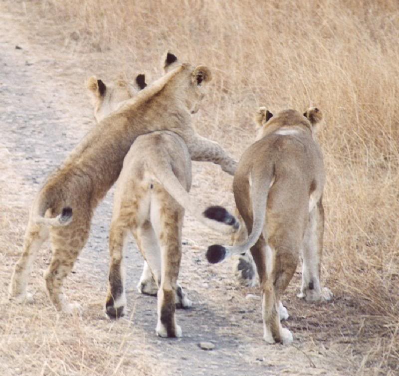 Playful lions