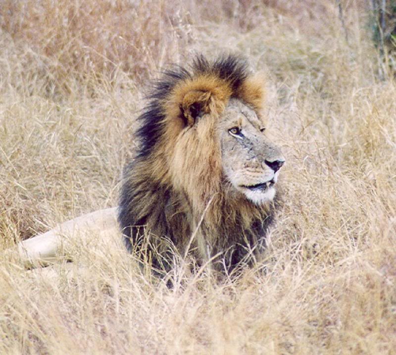 The Lion King in all its glory!