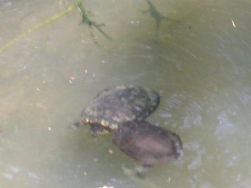 My turtles!