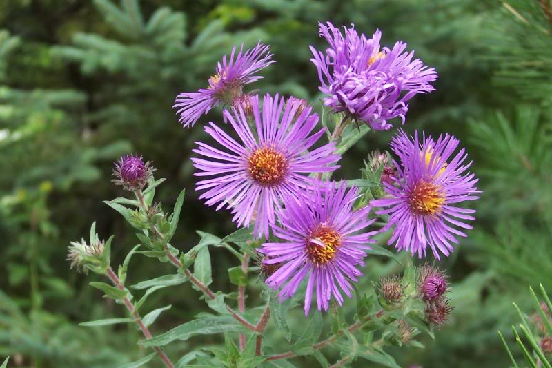 New England Asters