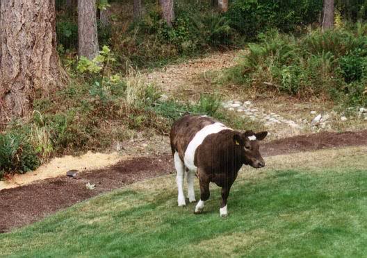 Cow in Yard