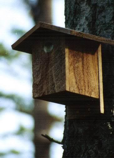 Swallow Baby in birdhouse 2002