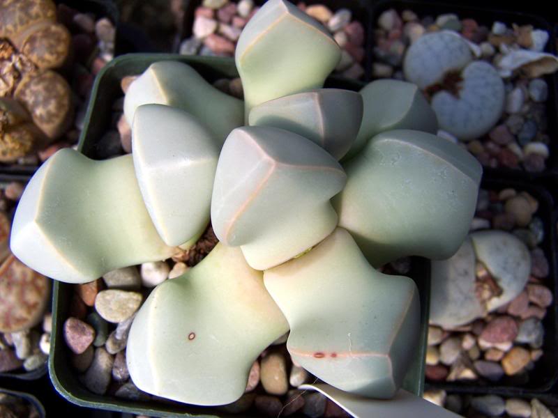 Lapidaria margaratae