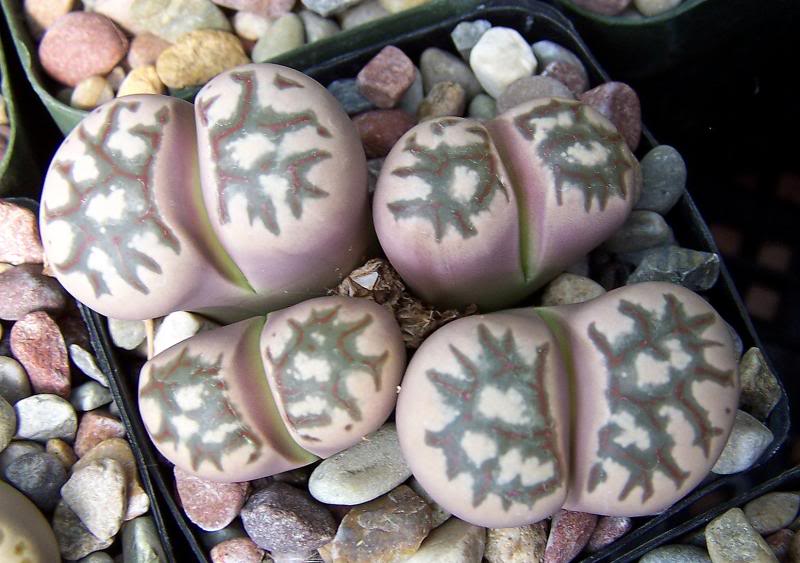 Lithops dorotheae, another with a nice pink touch.