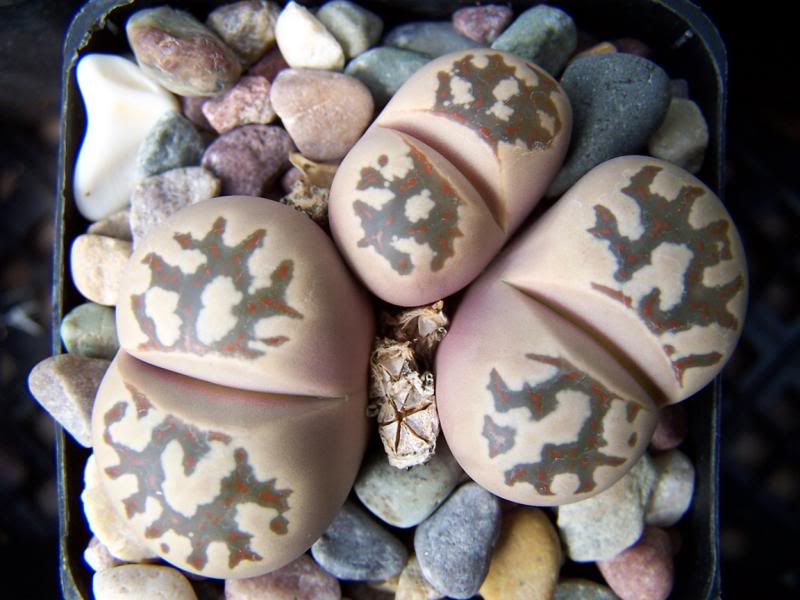 Lithops dorotheae with a nice pink cast.