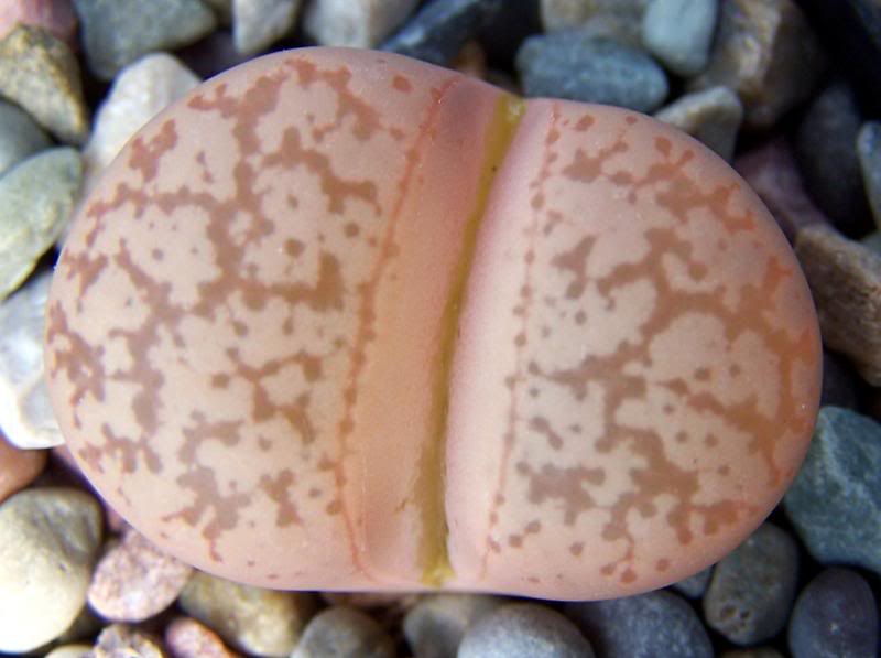 Lithops gesinae v annae or is it just plain ole' gesina...