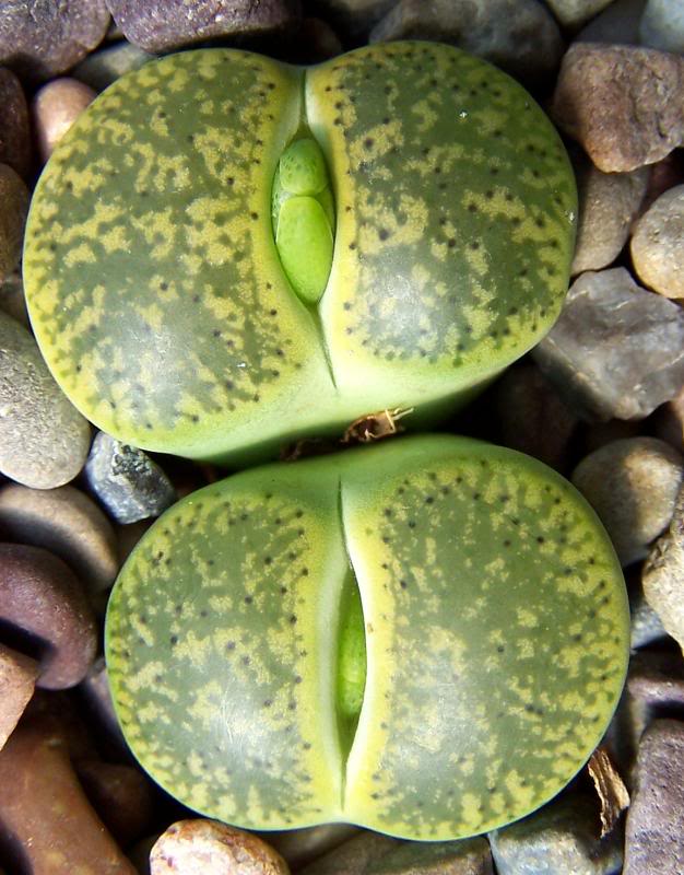 Lithops lesliei v albinica
