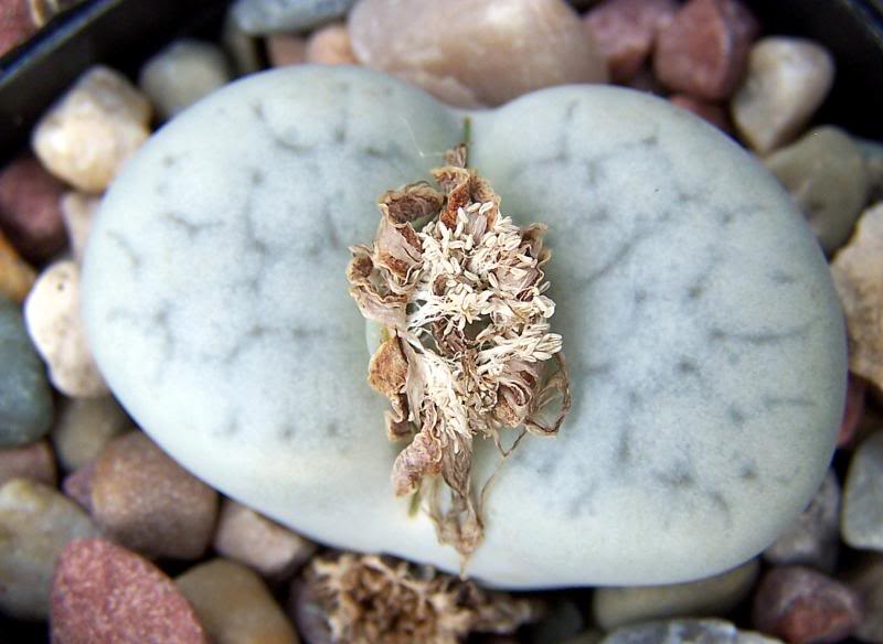 Lithops pseudotruncatel la v vlokii