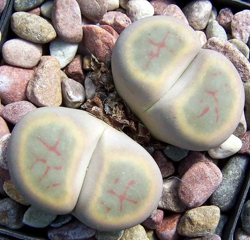 Lithops schwantesii v marthae