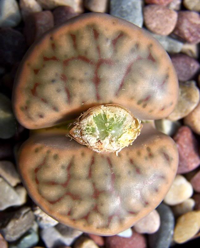 Lithops schwantesii?