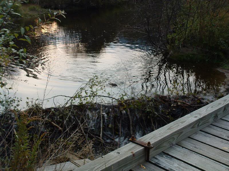 Beaver approaching dam