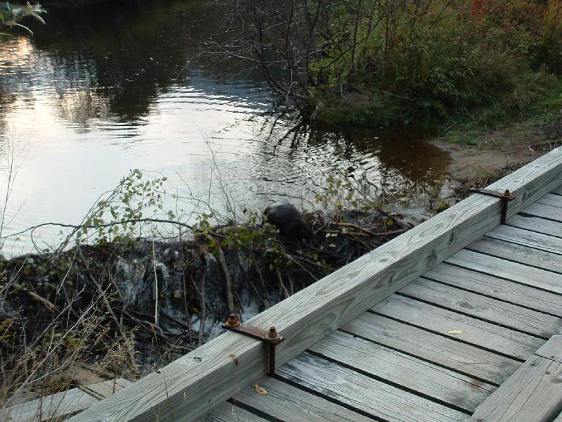 Beaver working on dam