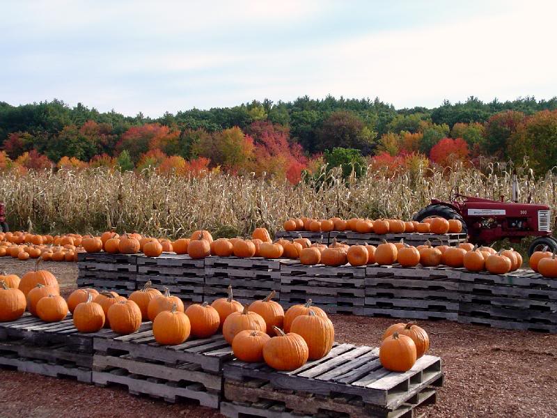 Roadside Pumpkin Stand in MA
