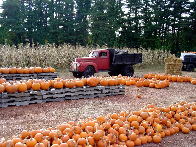 Roadside Pumpkin Stand