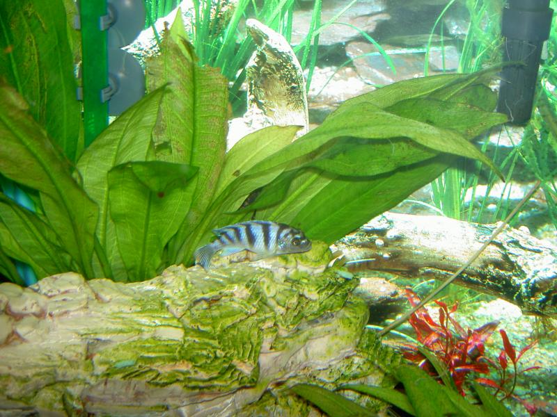 Female Kenyi Cichlid