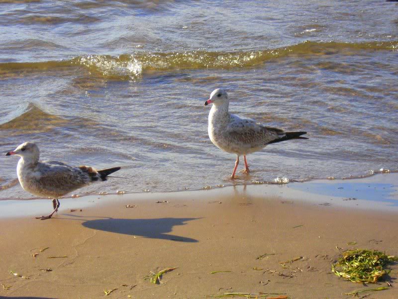 End of Summer, Sylvan Beach 2