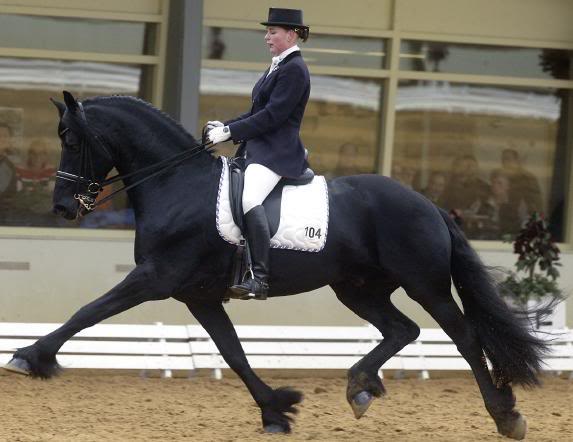 Friesian Dressage