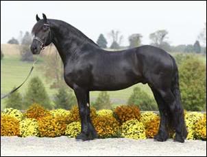 Stallion Standing