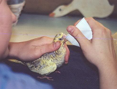 Baby Cockatiel Being Hand-Fed by Cup