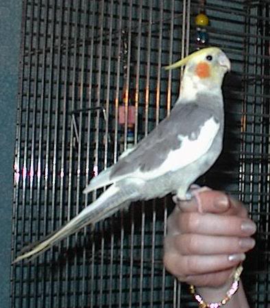 Pied Male