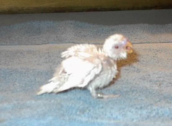 Albino Parakeet (three weeks old)