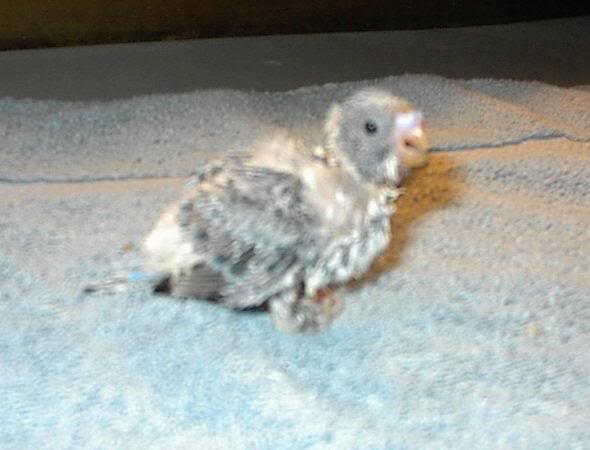Blue Parakeet (3 weeks old)