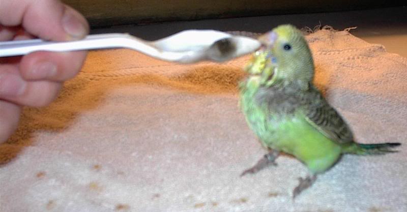 Green Parakeet Being Hand-Fed